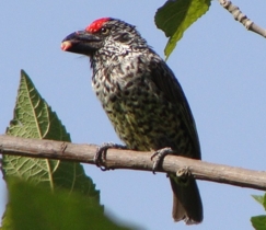 Banded Barbet, subspecies thiogaster; Adi Keih