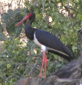 Black Stork on migration near Rubruria, Eritrea