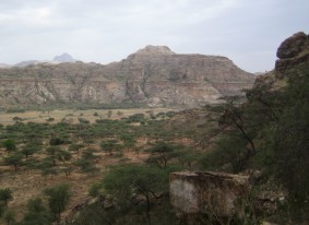 Acacia near Dekilafay