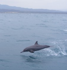 Dolphin, Dahlak Islands, Eritrea