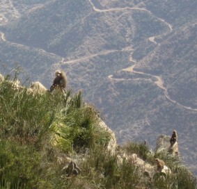 Hamadryas Baboons on the escarpment edge near Asmara