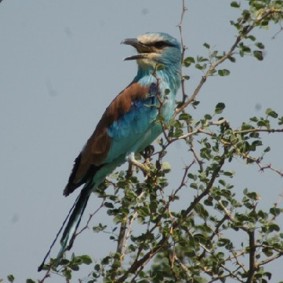 Abyssinian Roller in Gash Barka, Eritrea (Solomon Abraha)