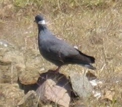 White-collared Pigeon; Tekwonda, Eritrea